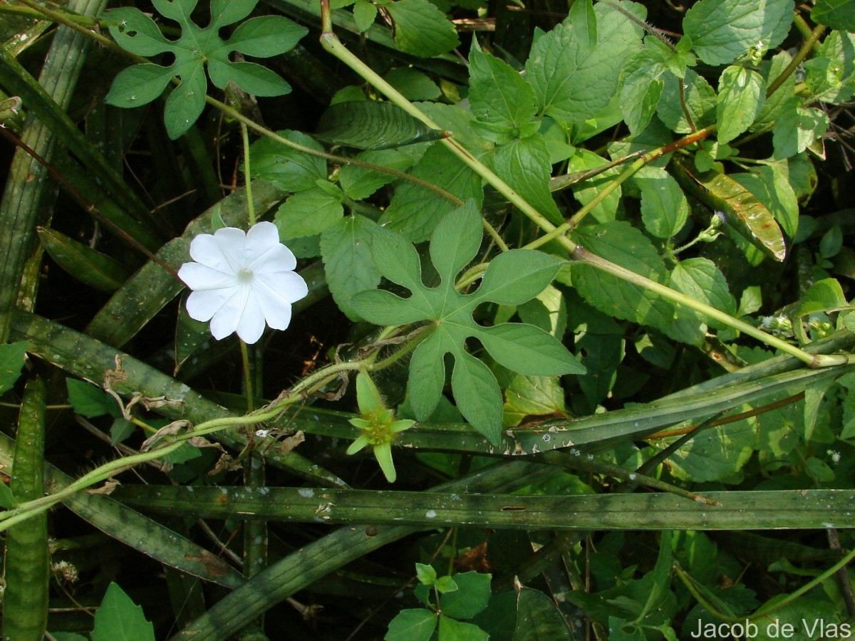 Ipomoea pes-tigridis L.